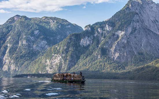 ferry boat with cows